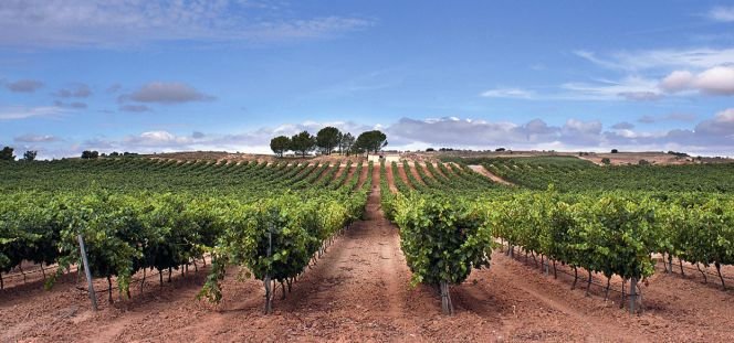 Viñedo en Castilla-La Mancha